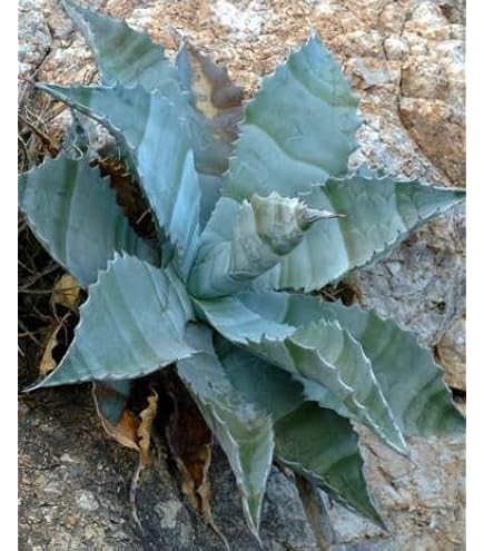 Amazon.co.jp: SEEDSTOCK アガベ オテロイ チタノタ 種子 100粒 Agave